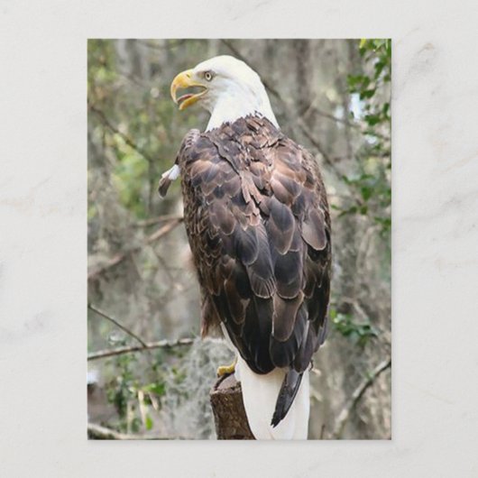 Bald Eagle Foto Postkarte (Vorderseite)