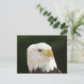 Bald Eagle Foto Postkarte (Stehend Vorderseite)