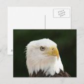 Bald Eagle Foto Postkarte (Vorne/Hinten)