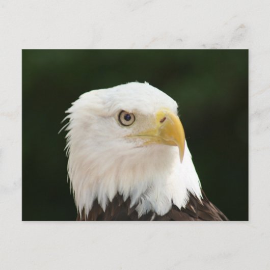 Bald Eagle Foto Postkarte (Vorderseite)