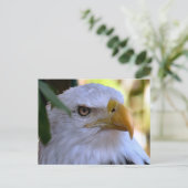 Bald Eagle Foto Postkarte (Stehend Vorderseite)