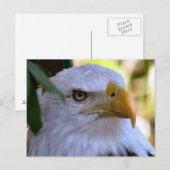Bald Eagle Foto Postkarte (Vorne/Hinten)