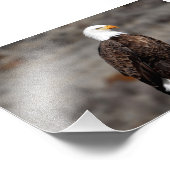 Bald Eagle Foto Print (Ecke)