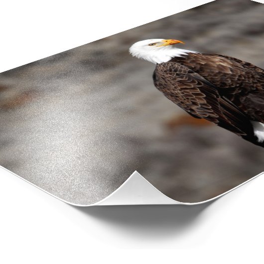 Bald Eagle Foto Print (Ecke)
