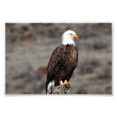Bald Eagle Foto Print (Vorne)