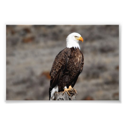 Bald Eagle Foto Print (Vorne)