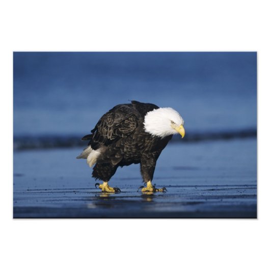 Bald Eagle Fotodruck (Vorne)