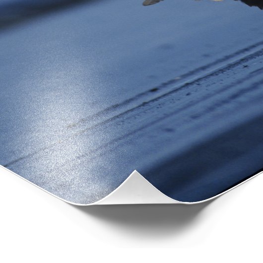 Bald Eagle Fotodruck (Ecke)