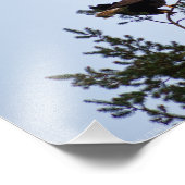Bald Eagle Fotodruck (Ecke)