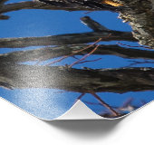 Bald Eagle Fotodruck (Ecke)