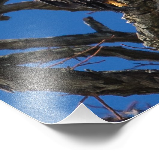 Bald Eagle Fotodruck (Ecke)