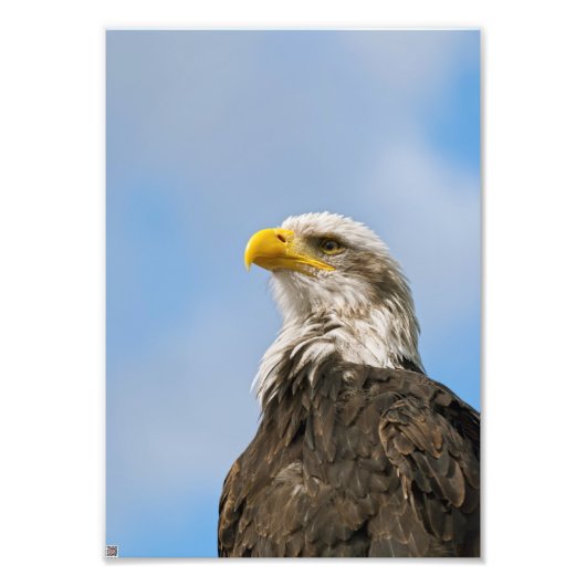 Bald Eagle Fotodruck (Vorne)