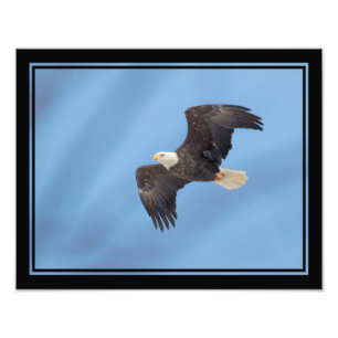 Bald Eagle Fotodruck