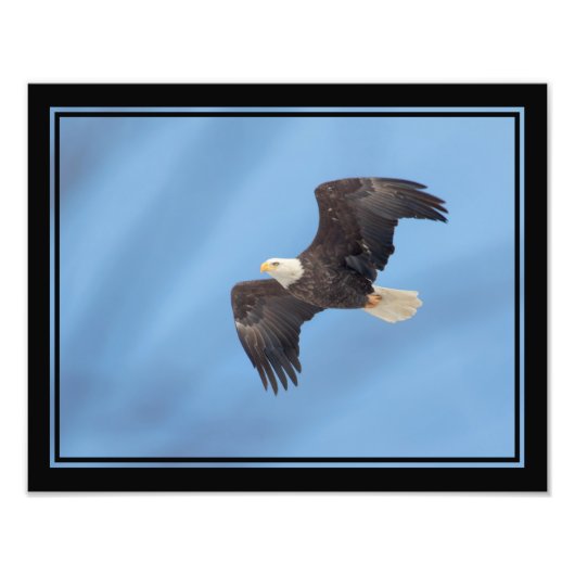 Bald Eagle Fotodruck (Vorne)