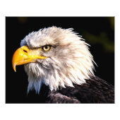 Bald Eagle Fotodruck (Vorne)