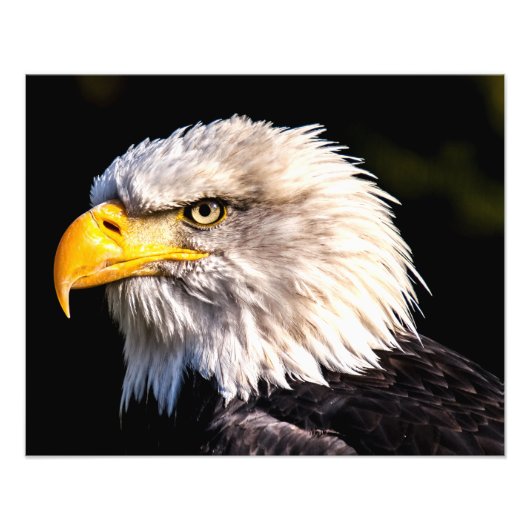 Bald Eagle Fotodruck (Vorne)