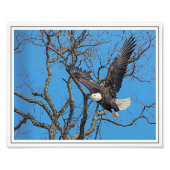 Bald Eagle Fotodruck (Vorne)