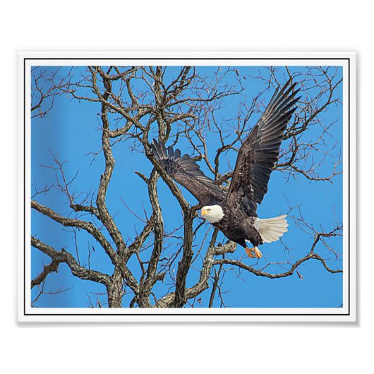 Bald Eagle Fotodruck (Vorne)
