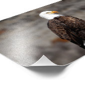 Bald Eagle Fotodruck (Ecke)