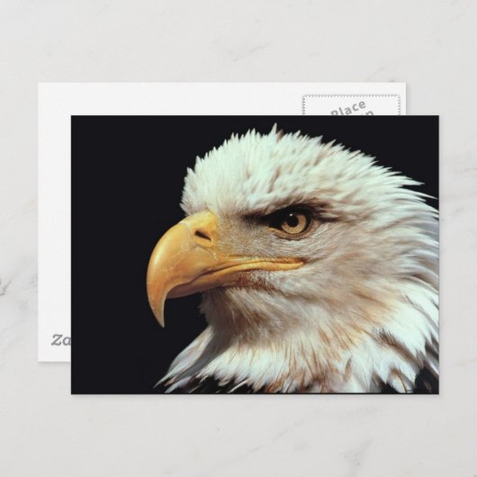 Bald Eagle Fotograf Postkarte (Vorne/Hinten)