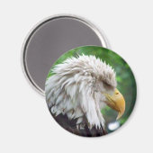 Bald Eagle Fotografie Magnet (Vorderseite/Rückseite)