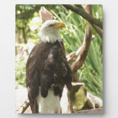 Bald Eagle Fotoplatte (Vorderseite)