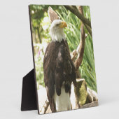 Bald Eagle Fotoplatte (Seite)