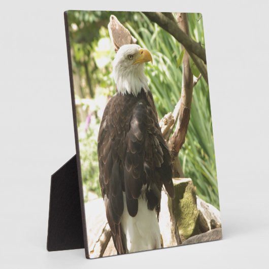 Bald Eagle Fotoplatte (Seite)
