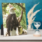 Bald Eagle Fotoplatte (Seite)