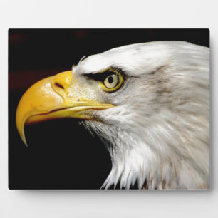 Bald Eagle Fotoplatte