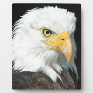 Bald Eagle Fotoplatte