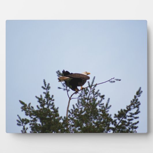 Bald Eagle Fotoplatte (Vorderseite)