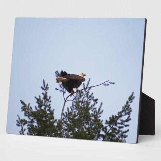 Bald Eagle Fotoplatte (Seite)