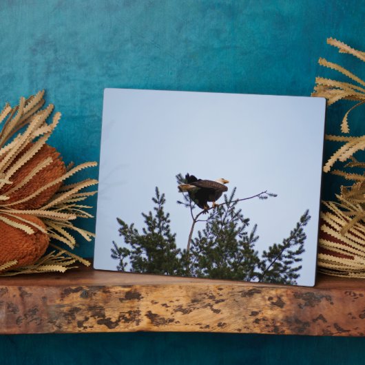 Bald Eagle Fotoplatte (Seite)