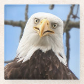 Bald Eagle Funny Face Wildlife Bird-Fotografie Glasuntersetzer (Vorderseite)