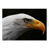 Bald Eagle gcm (Vorderseite (Horizontal))
