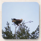 Bald Eagle Getränkeuntersetzer (Vorderseite)