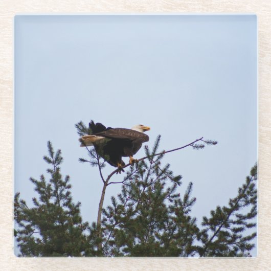 Bald Eagle Glasuntersetzer (Vorderseite)