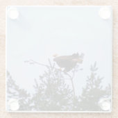 Bald Eagle Glasuntersetzer (Rückseite)