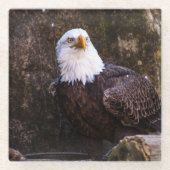 Bald Eagle Glasuntersetzer (Vorderseite)