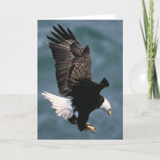 Bald Eagle Greeting Card Karte