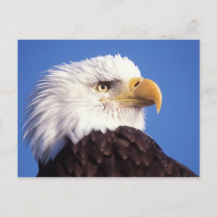 bald eagle, Haliaeetus leucocephalus, close up, 3 Postkarte