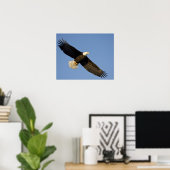 Bald Eagle, Haliaeetus leucocephalus, Homer, 4 Poster (Heimbüro)
