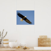 Bald Eagle, Haliaeetus leucocephalus, Homer, 4 Poster (Küche)