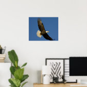 Bald Eagle, Haliaeetus leucocephalus, Homer, Poster (Heimbüro)