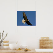 Bald Eagle, Haliaeetus leucocephalus, Homer, Poster (Küche)
