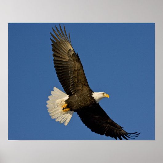 Bald Eagle, Haliaeetus leucocephalus, Homer, Poster (Vorne)
