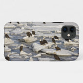 Bald Eagle, Haliäetus leucocephalus, Homer, 2 Case-Mate iPhone Hülle (Rückseite (Horizontal))