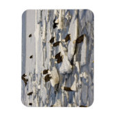 Bald Eagle, Haliäetus leucocephalus, Homer, 2 Magnet (Vertikal)