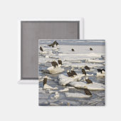 Bald Eagle, Haliäetus leucocephalus, Homer, 2 Magnet (Vorderseite/Rückseite)